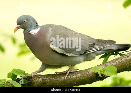 Pigeon commun Columba palumbus perché sur une branche d'arbre dans un jardin de printemps Banque D'Images