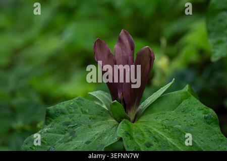Fleur d'abat-jour Bordeaux profond (Trillium sessile) entourée de feuilles vertes luxuriantes après la pluie, capturée dans une lumière naturelle douce avec un fond boisé. Banque D'Images