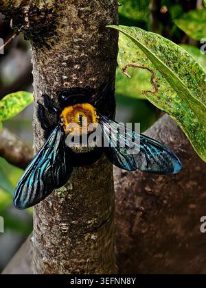 Grosse abeille xylocopa créant un trou de nid dans un tronc d'arbre Banque D'Images