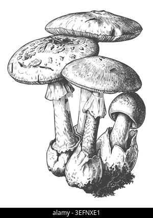 Une charmante illustration d'un trio de champignons sauvages grandissant ensemble, avec des pointillés et des ombrages exquis. Excellent pour illustration botanique Illustration de Vecteur