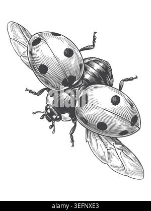 Une illustration magnifiquement esquissée de deux coccinelles interagissant et s'accouplant, rendue dans un style de gravure monochrome classique. Parfait pour la vie naturelle Illustration de Vecteur
