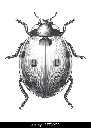 Une illustration de coccinelle dessinée à la main très détaillée, vue de dessus, avec des ailes fermées dans un style de gravure antique. Idéal pour la marque de ferme biologique, vintage Illustration de Vecteur