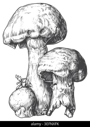 Une illustration monochrome détaillée de deux champignons forestiers à tige épaisse dans un style gravé traditionnel. Parfaitement adapté aux étiquettes de produits gastronomiques, v Illustration de Vecteur