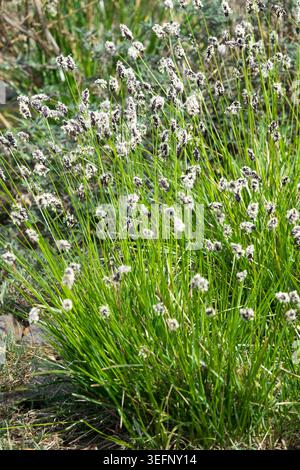 Touffes vertes et inflorescence blanc violet foncé d'herbe bleue balkanique Sesleria heufleriana dans un jardin de printemps Banque D'Images