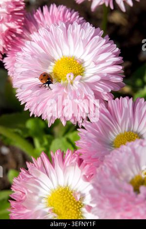Coccinelle septempunctata à sept taches sur des fleurs roses de Daisy Bellis perennis anglaise dans un jardin de printemps Banque D'Images