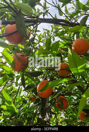 Katakolon Orangenbaum à Katakolon, Griechenland 07.05. 2026, v.l. Reife Orangen hängen zwischen leuchtend grünen Blättern eines Orangenbaums in Katakolo unter mediterraner sonne. *** Katakolon oranger à Katakolon, Grèce 07 05 2026, v l oranges mûres pendantes entre les feuilles vert vif d'un oranger à Katakolo sous le soleil méditerranéen Copyright : xLakomskix/Eibner-Pressefotox EP dli Banque D'Images
