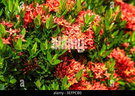 Fleurs lumineuses Ixora coccinea connues comme flamme de la jungle avec des fleurs rouge-orange groupées et des feuilles vert brillant dans le jardin tropical. Capture authe Banque D'Images