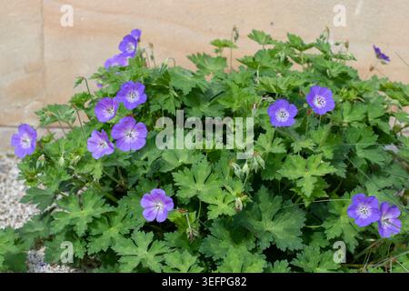 Buisson de géranium avec de grandes fleurs bleu violet et des centres pâles. Vivaces lumineux idéal pour créer une atmosphère rustique de jardin de chalet avec nat doux Banque D'Images