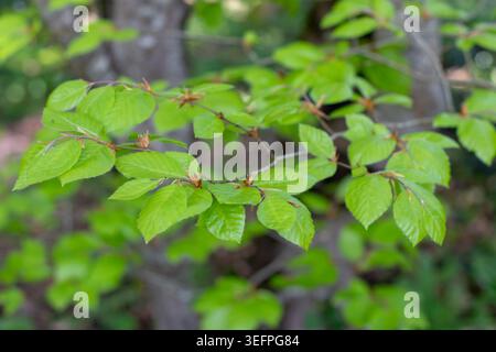 Branches de Fagus sylvatica, hêtre européen ou hêtre commun, avec de jeunes feuilles vert vif dans une forêt printanière. Flou de mise au point et création d'arrière-plan floue Banque D'Images