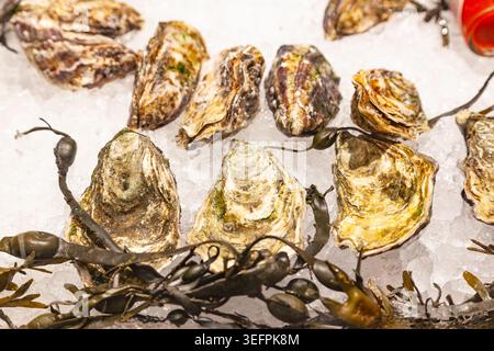 Huîtres fermées crues fraîches sur de la glace pilée avec des algues vertes à un comptoir de marché de restaurant de fruits de mer Banque D'Images