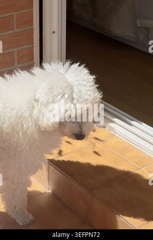 Profil d'un petit chien blanc moelleux debout sur un balcon carrelé baigné de soleil à côté d'une porte vitrée ouverte. Banque D'Images