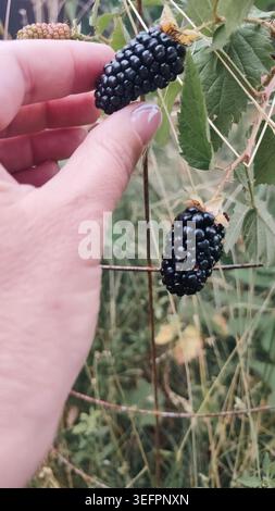 Gros plan de la main d'une personne avec une manucure soignée cueillant soigneusement ou tenant un amas de mûres foncées et mûres dans un buisson emmêlé. Banque D'Images