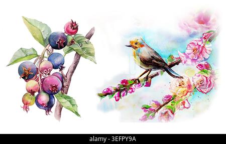 Ensemble d'illustration botanique à l'aquarelle peinte à la main avec un petit oiseau sur une branche de rose alpine en fleurs et une brindille avec des baies sauvages mûres, isolé Banque D'Images