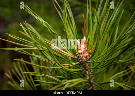 Jeune branche de pin avec des bourgeons frais dans la forêt, gros plan sur les détails de la nature. Concept : Nouvelle croissance Banque D'Images