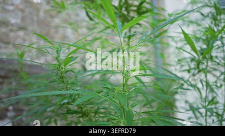 Plante de marijuana avec de fines feuilles dentelées poussant à partir d'une tige centrale, feuilles s'étendant vers l'extérieur à côté d'un mur de bâtiment altéré ; résilience calme. Banque D'Images