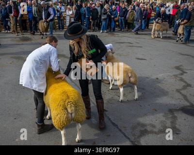 Moutons texel jugés et montrés, debout avec un maître (béliers brebis, laine et toiles, surveillance de la foule) - foire animée de Masham Sheep, North Yorkshire Angleterre Royaume-Uni. Banque D'Images