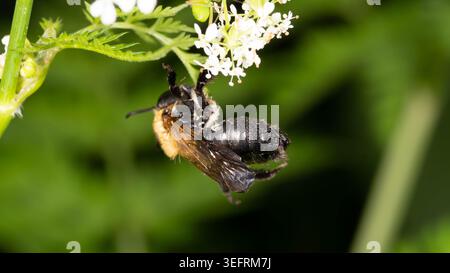Biodiversité - Andrena nitida - rarement abeille suspendue à une macro de fleur blanche. Photo de haute qualité Banque D'Images