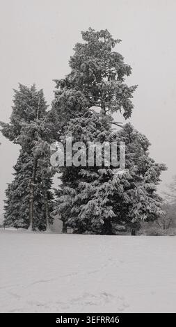 Grands pins persistants couverts d'épaisse neige d'hiver dans un champ vide. Banque D'Images