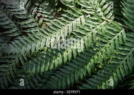 Fougère à chaîne géante vert luxuriant (Woodwardia fimbriata) avec des structures reproductrices uniques sur les frondes. Banque D'Images