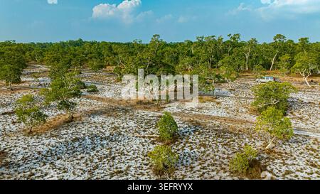 Vue aérienne d'un paysage de savane clairsemé avec des arbres Samed dispersés avec un feuillage vert sur un terrain sec et sablonneux, bordé par une forêt dense dans le Banque D'Images