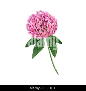 Illustration botanique à l'aquarelle dessinée à la main d'une plante de prairie de trèfle rouge sauvage (trifolium), avec des fleurs et des feuilles Banque D'Images