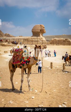 Le Caire, Égypte, 25.07.22. Dromadaire chameau avec selle colorée debout sur le désert du Sahara avec le Grand Sphinx de Gizeh et les touristes en arrière-plan. Banque D'Images