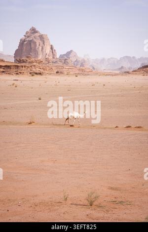 Plan vertical de chameau blanc marchant à travers un paysage désertique avec des montagnes, Tabuk, Arabie Saoudite Banque D'Images