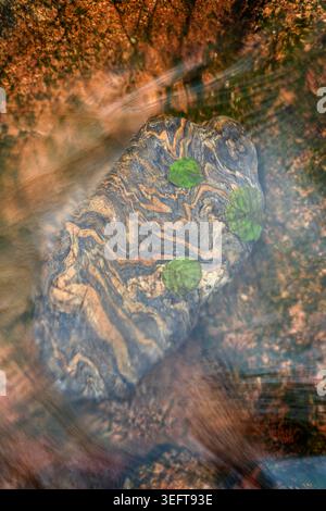 Feuilles vertes sur le gneiss submergé bould dans la rivière Nevis dans les Highlands d'Écosse Banque D'Images