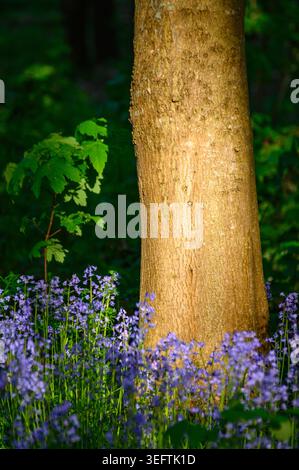 Bluebells sur le sol de la forêt illuminé par le soleil couchant Banque D'Images