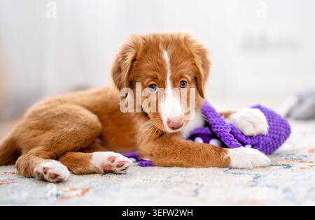 Toller Retriever chiot couché sur le sol avec jouet violet Banque D'Images