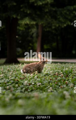 Un lapin se repose dans un champ d'herbe verte et de trèfle la scène se déroule dans un parc avec des arbres à proximité par une journée ensoleillée Banque D'Images