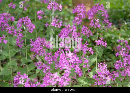 Lunaria annua, honnêteté pourpre, en fleur. Banque D'Images