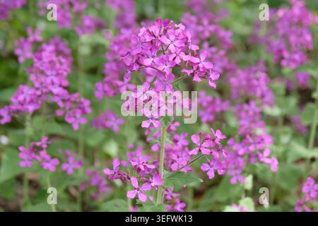 Lunaria annua, honnêteté pourpre, en fleur. Banque D'Images