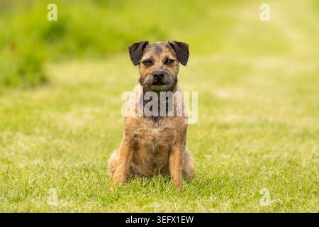 Border Terrier sur une promenade en chien Banque D'Images