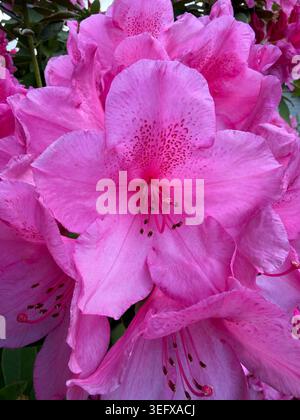 Belles fleurs de rhododendron poussant à Eugene, Oregon. Banque D'Images