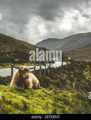 Highland Cow Sitting Scottish Highlands Isle of Skye Banque D'Images
