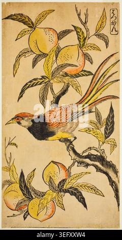 Faisan d'argent de Nishimura Shigenaga, v. 1730, représentant un oiseau coloré perché sur une branche à côté d'arbres fruitiers au feuillage délicat Banque D'Images