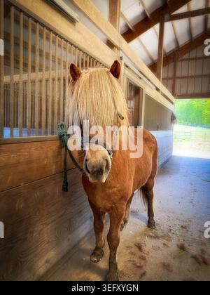 Cheval islandais avec un long forelock de lin debout à l'intérieur de la grange à chevaux Banque D'Images