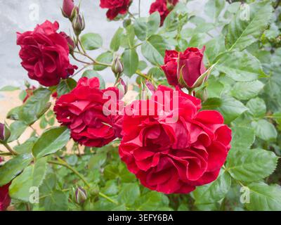 Roses rouges vibrantes (Rosa) en pleine floraison sur un buisson vert luxuriant, rafraîchies par la pluie sous un ciel doux et couvert dans un jardin d'arrière-cour. Banque D'Images
