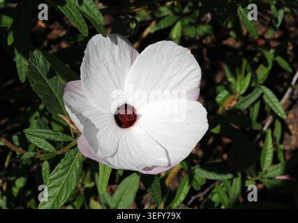 Belle fleur blanche australienne d'hibiscus de rosella (Hibiscus heterophyllus) avec un centre pourpre profond fleurissant à l'extérieur Banque D'Images