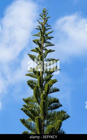 Vue rapprochée en bas angle de la couronne pointue d'un pin de l'île de norfolk, avec des branches vertes symétriques et des aiguilles serrées contre un bleu éclatant Banque D'Images