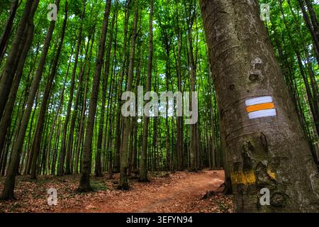 Marqueur de sentier touristique peint sur le tronc d'arbre dans la forêt de hêtres vert luxuriant. Sentier de randonnée pittoresque à travers les bois de feuillus au printemps ou en été avec fres Banque D'Images