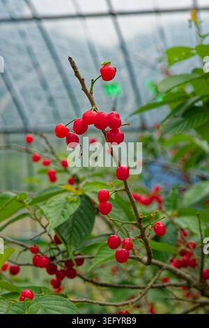 Gros plan de petites cerises rouges poussant sur une plante verte avec un flou de fond doux à Fukuoka, au Japon. Banque D'Images