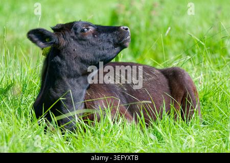 Jeune veau brun, un bébé vache pondant et reposant sur l'herbe dans un champ au printemps dans le Sussex de l'Ouest, Angleterre, Royaume-Uni. Banque D'Images