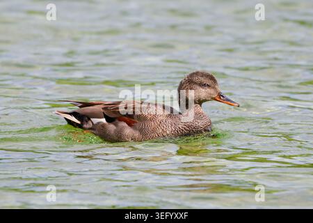 Canard Gadwall femelle (Mareca strepera) ou peut-être un mâle en mue (notez le patch d'aile brune) nageant dans l'eau au printemps, dans le sud de l'Angleterre, Royaume-Uni. Banque D'Images