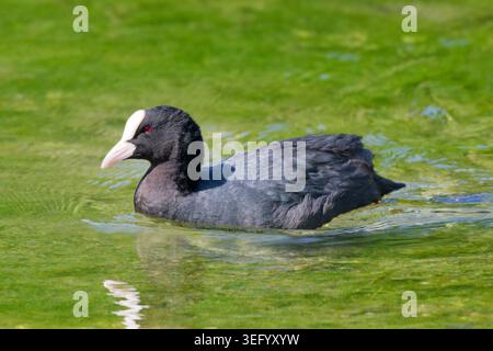 Rouleau eurasien (Fulica atra) nageant sur un lac à la fin du printemps en Angleterre, Royaume-Uni. Banque D'Images