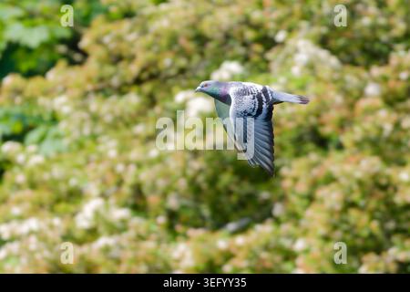 Pigeon sauvage (Columba livia domestica) volant avec les ailes baissées, avec des arbres en arrière-plan. Banque D'Images