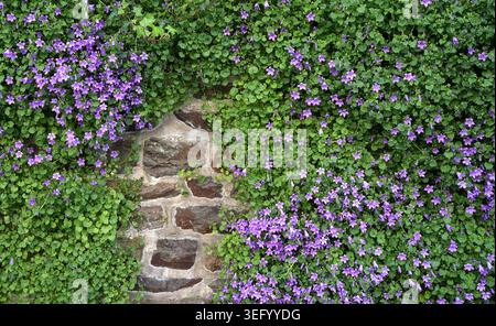 Campanula portenschlagiana, communément appelé chausson dalmate, recouvre un mur de pierre. Le mur présente des pierres irrégulières soigneusement arrangées avec visi Banque D'Images
