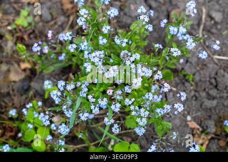 Fleurs bleues oubliées dans le sol du jardin. Gros plan de délicates fleurs bleues oubliées qui fleurissent parmi les feuilles vertes dans le sol naturel du jardin pendant Banque D'Images