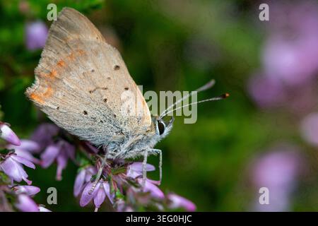 Gros plan d'un petit papillon de cuivre (lycaena phlaeas) pollinisant les fleurs de bruyère commune (calluna vulgaris) Banque D'Images